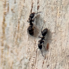 Anonychomyrma sp. (genus) at Ainslie, ACT - 25 Aug 2024