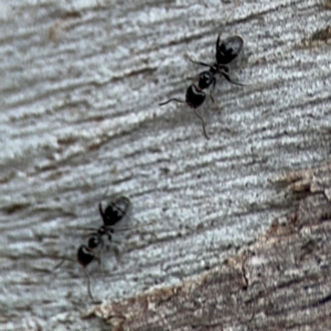 Anonychomyrma sp. (genus) at Ainslie, ACT - 25 Aug 2024