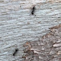 Anonychomyrma sp. (genus) at Ainslie, ACT - 25 Aug 2024