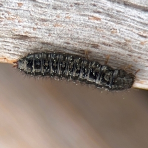 Ecnolagria sp. (genus) at Ainslie, ACT - 25 Aug 2024 01:11 PM