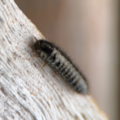 Ecnolagria sp. (genus) at Ainslie, ACT - 25 Aug 2024