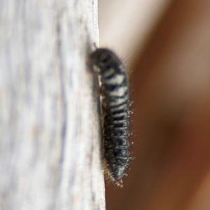 Ecnolagria sp. (genus) at Ainslie, ACT - 25 Aug 2024