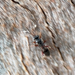 Ichneumonidae (family) at Ainslie, ACT - 25 Aug 2024 by Hejor1