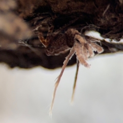 Fulgoroidea sp. (superfamily) (Unidentified fulgoroid planthopper) at Ainslie, ACT - 25 Aug 2024 by Hejor1