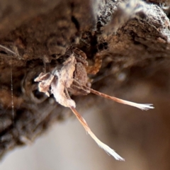 Fulgoroidea sp. (superfamily) at Ainslie, ACT - 25 Aug 2024