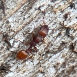 Podomyrma sp. (genus) at Ainslie, ACT - 25 Aug 2024