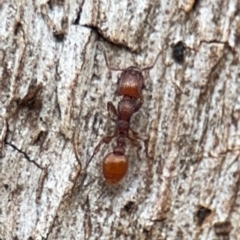 Podomyrma sp. (genus) at Ainslie, ACT - 25 Aug 2024