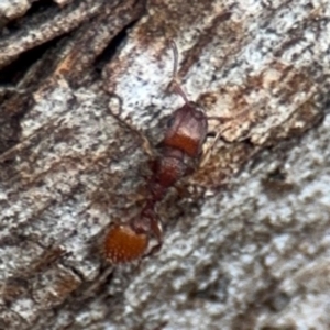 Podomyrma sp. (genus) at Ainslie, ACT - 25 Aug 2024