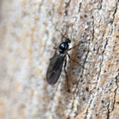 Sciaridae sp. (family) (Black fungus gnat) at Ainslie, ACT - 25 Aug 2024 by Hejor1