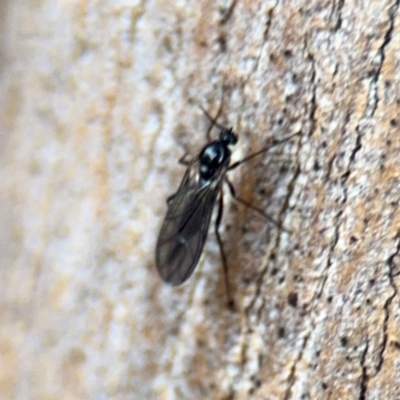 Sciaridae sp. (family) (Black fungus gnat) at Ainslie, ACT - 25 Aug 2024 by Hejor1