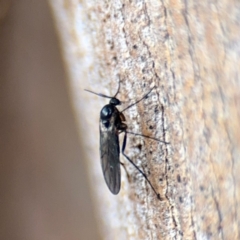 Sciaridae sp. (family) at Ainslie, ACT - 25 Aug 2024