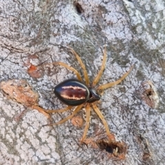 Euryopis umbilicata (Striped tick spider) at Kingsdale, NSW - 26 Aug 2024 by trevorpreston