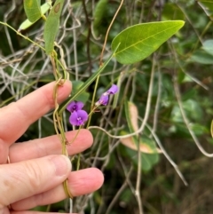 Hardenbergia violacea at Yuraygir, NSW - 26 Aug 2024 by lbradley