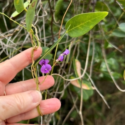 Hardenbergia violacea (False Sarsaparilla) at Yuraygir, NSW - 27 Aug 2024 by lbradley