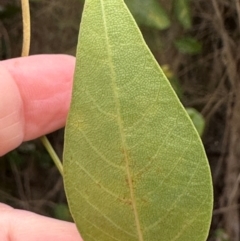 Hardenbergia violacea at Yuraygir, NSW - 27 Aug 2024