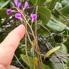 Hardenbergia violacea at Yuraygir, NSW - 27 Aug 2024 07:19 AM