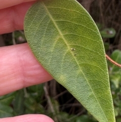 Hardenbergia violacea at Yuraygir, NSW - 27 Aug 2024 07:19 AM