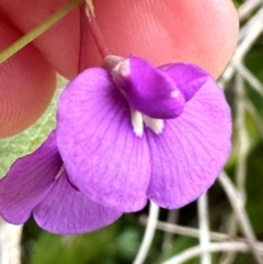 Hardenbergia violacea at Yuraygir, NSW - 27 Aug 2024