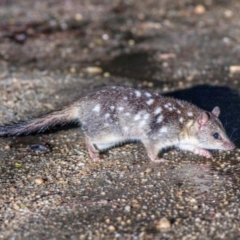 Dasyurus hallucatus (Northern Quoll, Digul Wijingadda, Wiminji) by MichaelBedingfield