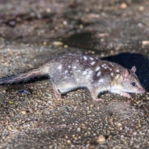 Dasyurus hallucatus at suppressed - 20 Jun 2020