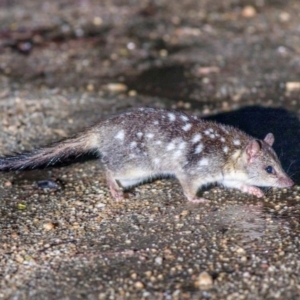 Dasyurus hallucatus at suppressed - suppressed