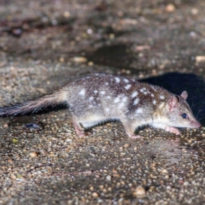 Dasyurus hallucatus (Northern Quoll, Digul Wijingadda, Wiminji) at Koah, QLD - 20 Jun 2020 by MichaelBedingfield