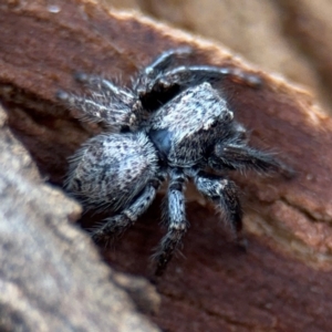 Servaea sp. (genus) at Ainslie, ACT - 25 Aug 2024