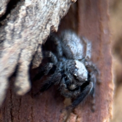 Servaea sp. (genus) at Ainslie, ACT - 25 Aug 2024