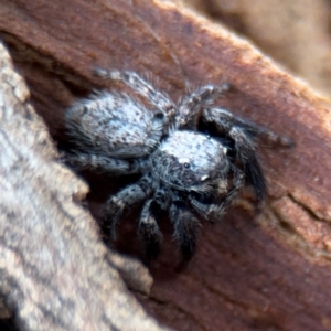 Servaea sp. (genus) at Ainslie, ACT - 25 Aug 2024