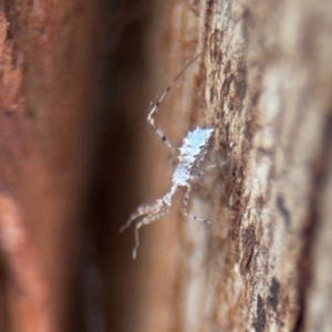 Stenolemus sp. (genus) at Braddon, ACT - 25 Aug 2024