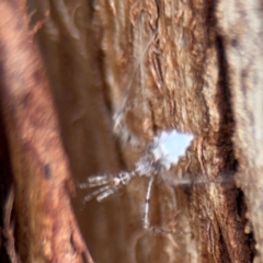 Stenolemus sp. (genus) at Braddon, ACT - 25 Aug 2024