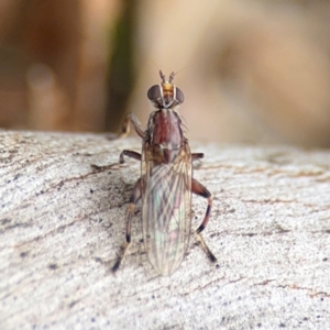 Tapeigaster nigricornis at Ainslie, ACT - 25 Aug 2024