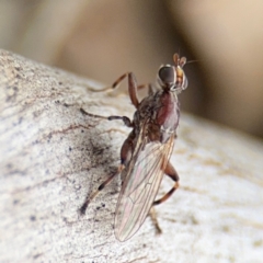 Tapeigaster nigricornis at Ainslie, ACT - 25 Aug 2024