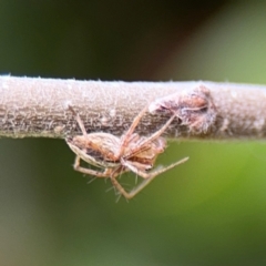 Oxyopes (genus) (Lynx spider) at Ainslie, ACT - 25 Aug 2024 by Hejor1