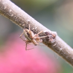 Oxyopes sp. (genus) at Ainslie, ACT - 25 Aug 2024 12:38 PM