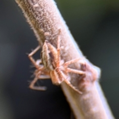 Oxyopes sp. (genus) at Ainslie, ACT - 25 Aug 2024 12:38 PM