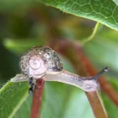 Cornu aspersum (Common Garden Snail) at Ainslie, ACT - 25 Aug 2024 by Hejor1