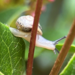 Cornu aspersum at Ainslie, ACT - 25 Aug 2024