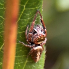 Opisthoncus grassator (Jumping spider) at Ainslie, ACT - 25 Aug 2024 by Hejor1