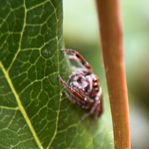 Opisthoncus grassator at Ainslie, ACT - 25 Aug 2024