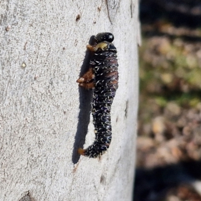 Perginae sp. (subfamily) (Unidentified pergine sawfly) at Kingsdale, NSW - 27 Aug 2024 by trevorpreston