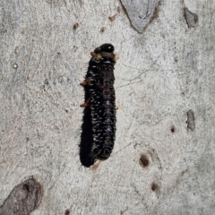 Perginae sp. (subfamily) at Kingsdale, NSW - 27 Aug 2024