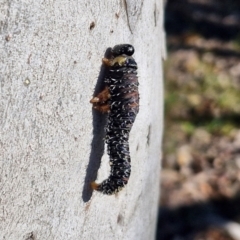 Perginae sp. (subfamily) at Kingsdale, NSW - 27 Aug 2024 08:46 AM