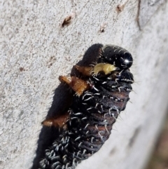 Perginae sp. (subfamily) at Kingsdale, NSW - 27 Aug 2024