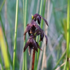 Corunastylis woollsii (Dark Midge Orchid) at Vincentia, NSW - 16 Apr 2024 by RobG1