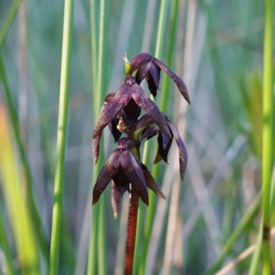 Corunastylis woollsii (Dark Midge Orchid) at Vincentia, NSW - 16 Apr 2024 by RobG1