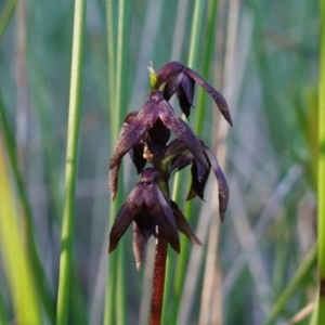 Corunastylis woollsii at Vincentia, NSW - suppressed