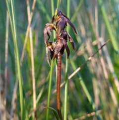 Corunastylis woollsii at Vincentia, NSW - suppressed