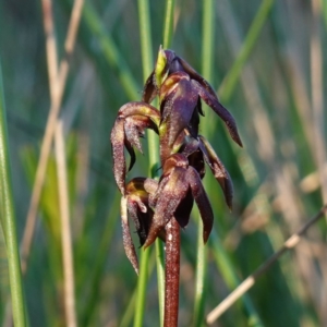 Corunastylis woollsii at Vincentia, NSW - suppressed