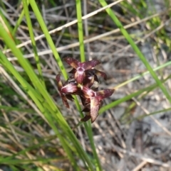 Corunastylis woollsii at Vincentia, NSW - suppressed